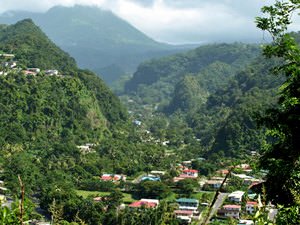 Rain Forest of Dominica