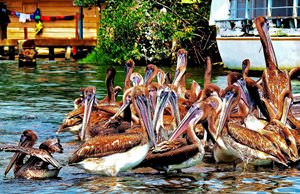 Pelican Squaters, Guatemala