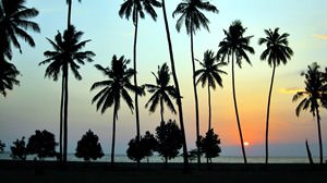 Sunset, palm trees