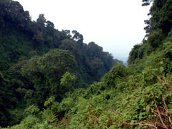 Friedhof der Aliens im Dschungel von Rwanda 