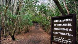 Aokigahara Jukai Wald
