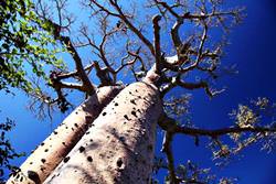 Baobabs Bulvarı