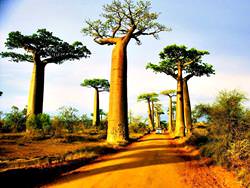Baobaballee, Madagaskar