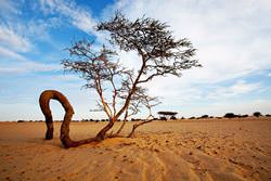 Nationalpark Banc d’Arguin, Mauritania