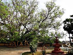 Árbol de Bodhi