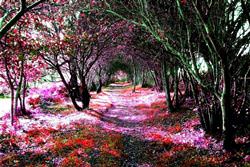 Фантастический лес Кантабрии, Испания