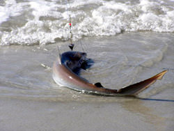 Playa de Pescado Hoek, Sudáfrica