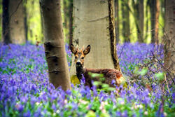 Синий лес Халлербос, Бельгия