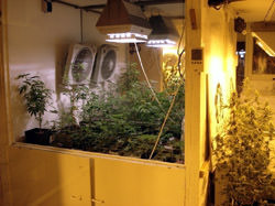 Hash Marihuana Hemp Museum, Die Niederlande