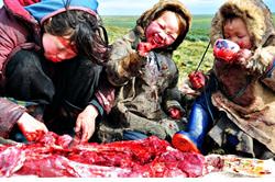 Igunaq Deer Meat in Chukotka, Russia