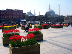 Фестиваль тюльпанов, Турция