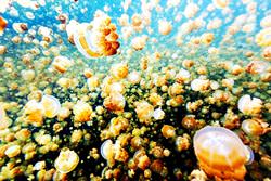 Jellyfish Gölü