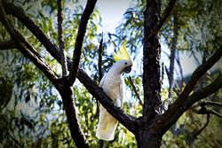 Kakadu Ulusal Parkı, Avustralya