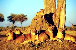 Kavango-Zambezi grenzübergreifendes Naturschutzgebiet 