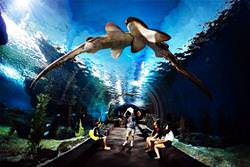The Coolest and Largest Oceanariums in the World