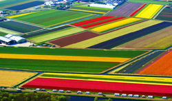 Campos de Tulipanes Lisse, Países Bajos