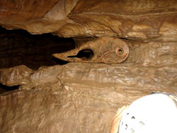 La Cueva del Mamut, Estados Unidos