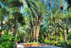Palmeral of Elche, Spain