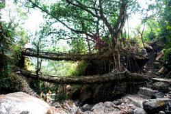 Root Bridges, India