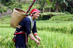 Племя Рук, Вьетнам