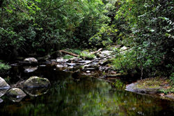 Sinharaja Naturschutzgebiet