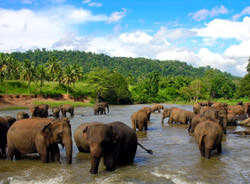Sinharaja Naturschutzgebiet, Sri Lanka