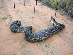 Змеиное ранчо, Австралия