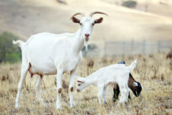 Ферма по разведению коз с геном паука, США