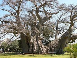 Sunland Baobab Bar, Sudáfrica