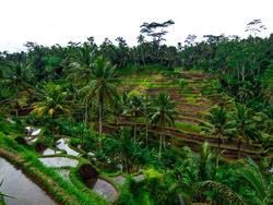 Terrazas De Arroz De Tegallalang, Indonesia