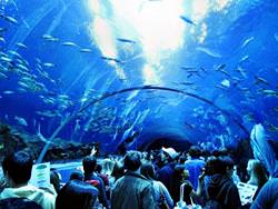Das Georgia Aquarium, Vereinigte Staaten