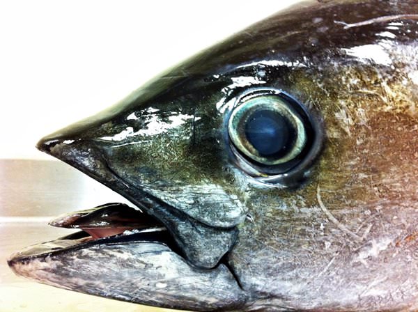 Eye Tuna in Naha Restoranları, Japonya