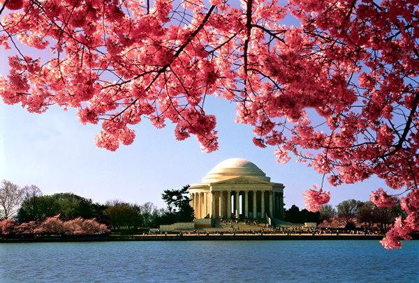 Фестиваль цветения сакуры в Вашингтоне, США