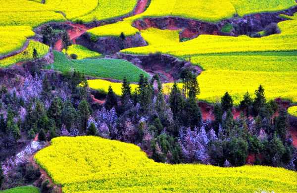 Rapeseed Fields in Luoping, China
