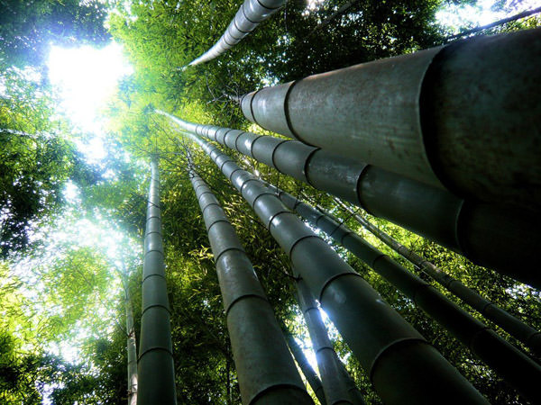 Бамбуковая роща Сагано, Япония