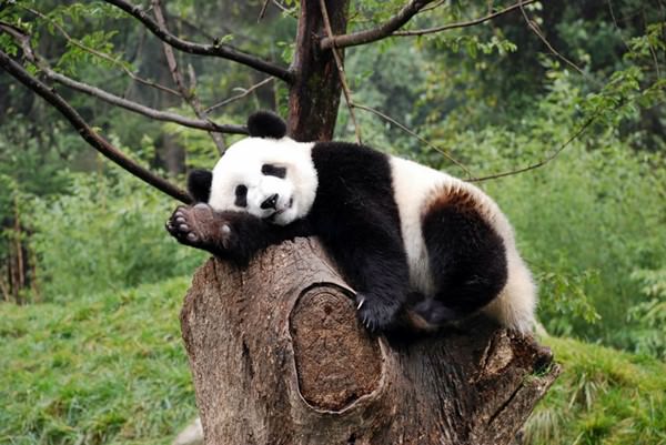 Sichuan Giant Panda Sanctuaries, China