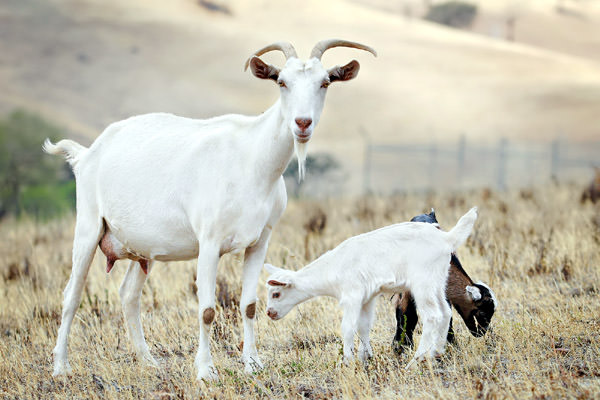 Spider Goat Farm, United States