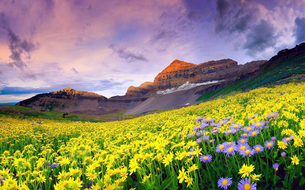 Valley of Flowers Park, India