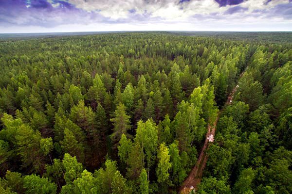 Bakir Komi Ormanları, Rusya