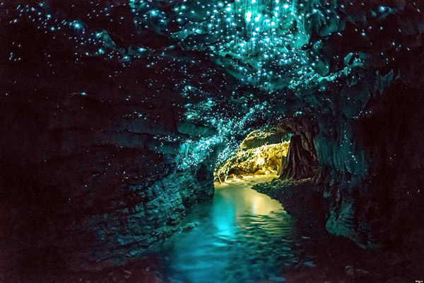 Waitomo Glowworm Cuevas, Nueva Zelanda