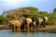 5  de cada 15 - El Parque Transfronterizo Limpopo, Sudáfrica