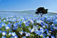 1 von 12 - Hitachi Seaside Park, Japan