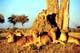 3 out of 15 - Kavango-Zambezi Conservation Area, Angola - Botswana - Zambia - Zimbabwe - Namibia