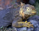 7  de cada 10 - Granja de Reptiles de Maryland, Estados Unidos