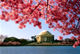 12  de cada 13 - El Festival de los Cerezos en Flor de Washington, Estados Unidos