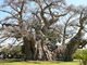 3  de cada 15 - Sunland Baobab Bar, Sudáfrica