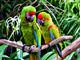 11  de cada 15 - Parque de aves de Jurong, Singapur