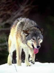 Wolf