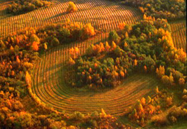 Harvest in Belarus