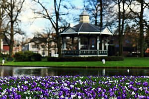 Crocuses, snowdrops & bandstand- Oranjepark, Apeldoorn